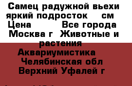 Самец радужной вьехи яркий подросток 15 см › Цена ­ 350 - Все города, Москва г. Животные и растения » Аквариумистика   . Челябинская обл.,Верхний Уфалей г.